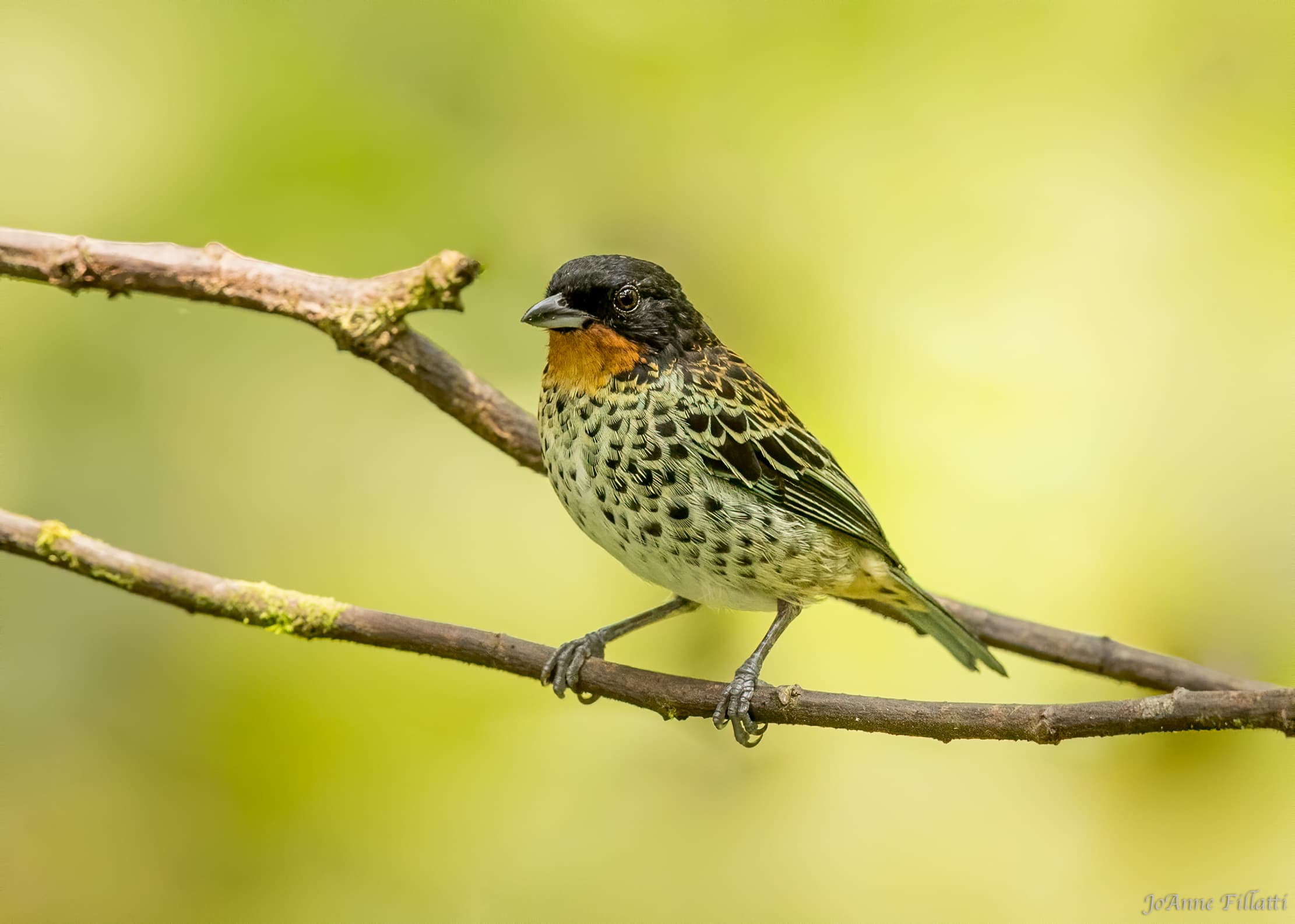 bird of ecuador image 23